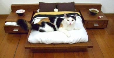 cosas para gatos 12