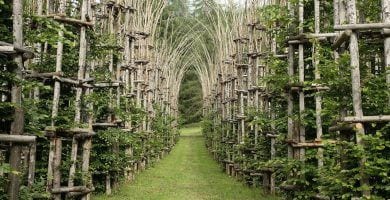 catedral arboles 1