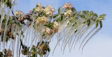 hielo 16