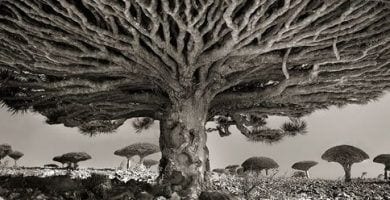 arboles antiguos