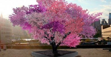 arbol injerto 01