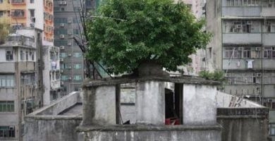 arboles china 6