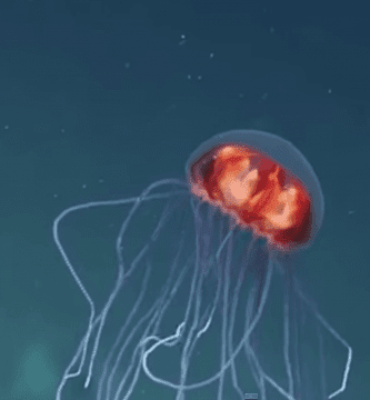 expedicion destacada