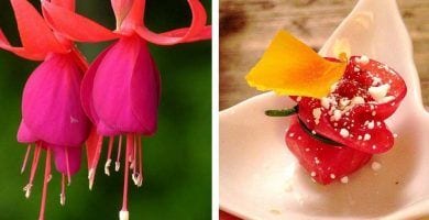 flores comestibles destacada