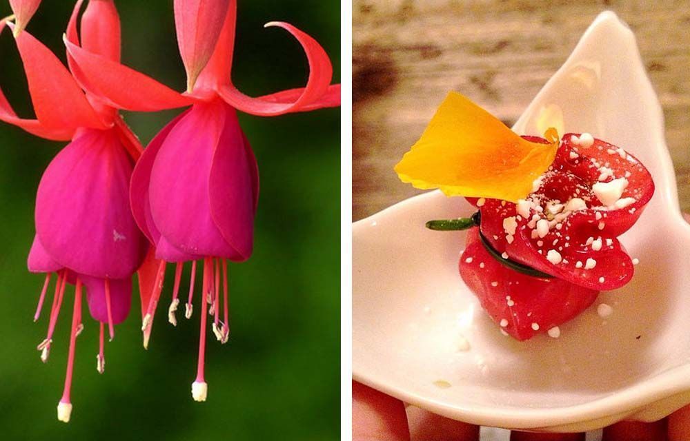 25 flores que no sabías que podías comer y que convertirán tus platos en  todo un espectáculo ???? | Casas Increíbles