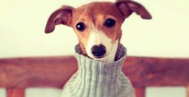 ropa perros 10