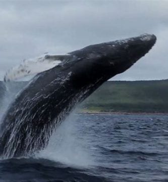 visitar terranova 04