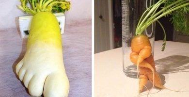 comida forma extrana destacada