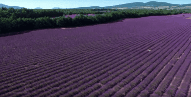 provenza destacada