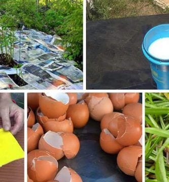 Pesticidas organicos 01