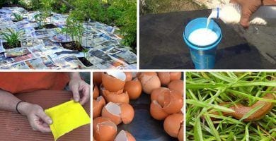 Pesticidas organicos 01