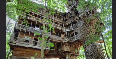 casa del arbol 12