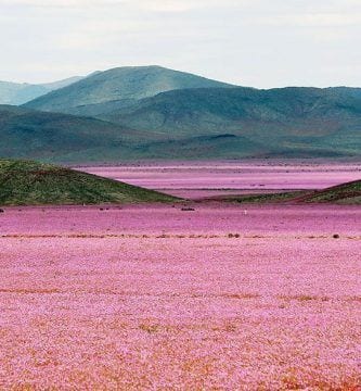 flores desierto atacama 01