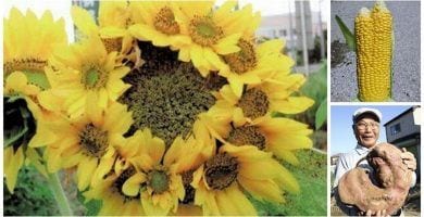 mutaciones vegetales fukushima destacada