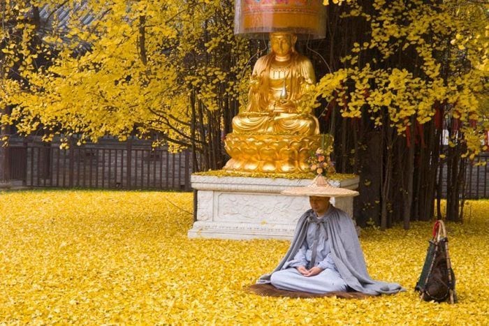arbol-milenario-templo-budista-03