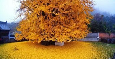 arbol milenario templo budista destacada