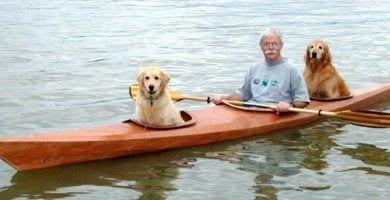 piragua perros destacada