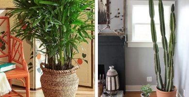 plantas interior destacada