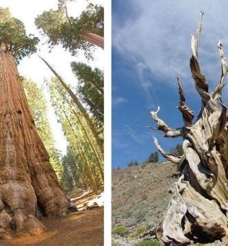 arboles mas viejos del mundo destacada