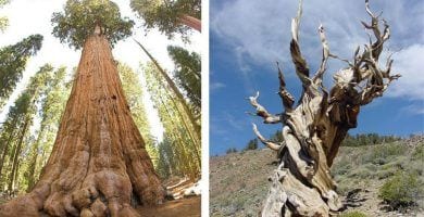 arboles mas viejos del mundo destacada