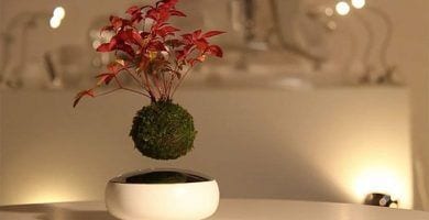 bonsai flotante 02