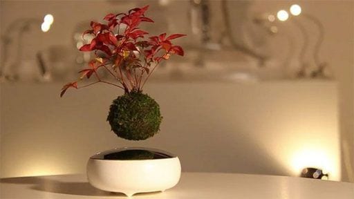 bonsai flotante 02
