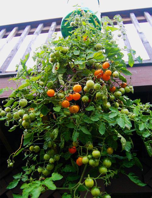 plantar-tomates-botella-14