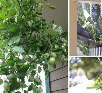 plantar tomates botella destacada