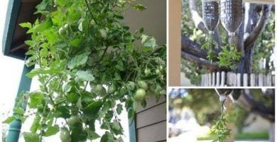 plantar tomates botella destacada