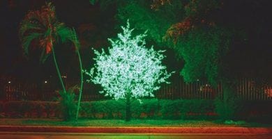 arbol.jpg 1994214425