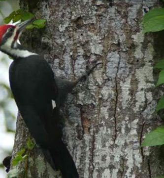pajaro carpintero 01
