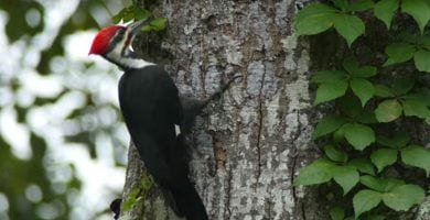 pajaro carpintero 01