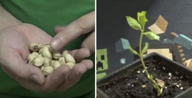 pistachera portada