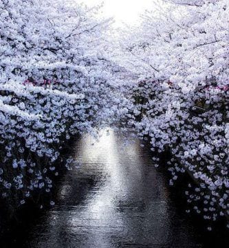 flor cerezo japon destacada