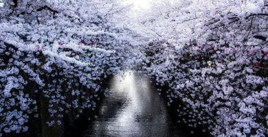 flor cerezo japon destacada