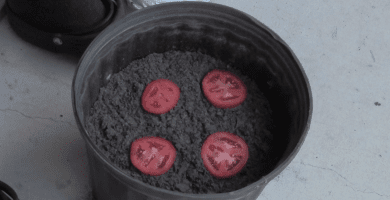 plantas tomates 02