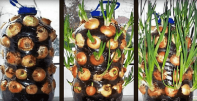 plantar cebollas 01