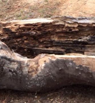 plantar en troncos destacada