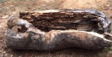 plantar en troncos destacada