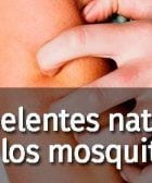 repelentes naturales mosquitos 07