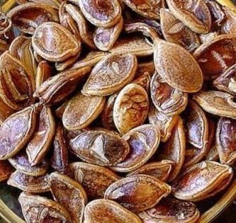 semillas antiguas 02