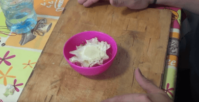 germinar lechuga 01