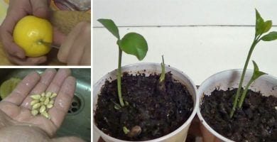 germinar semilla limon