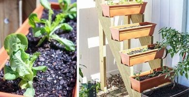 jardin escalonado destacada