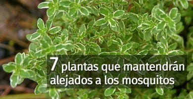 plantas mosquitos