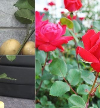 rosas patatas destacada