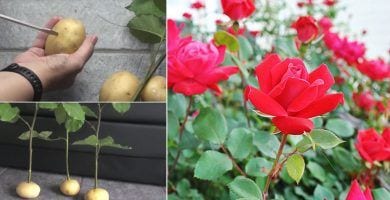 rosas patatas destacada