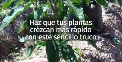 truco plantas destacada
