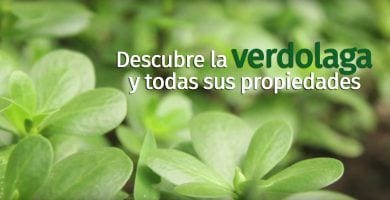 verdolaga dest