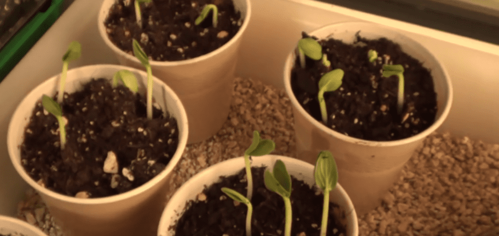 plantar-pepinos